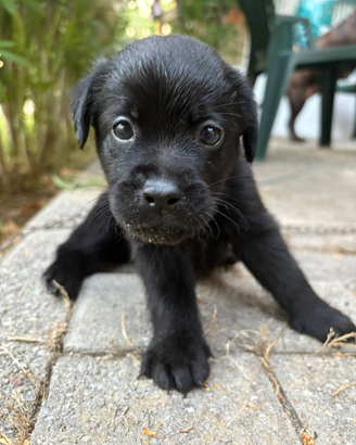 Vendita cucciole con pedigree labrador nere e miel
