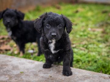 Cucciolo barboncino mix