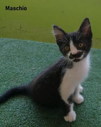 ? Splendidi gattini di 3 mesi (Ardea)