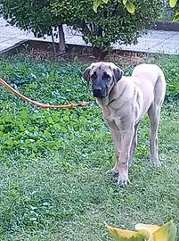 Cucciolo Kangal