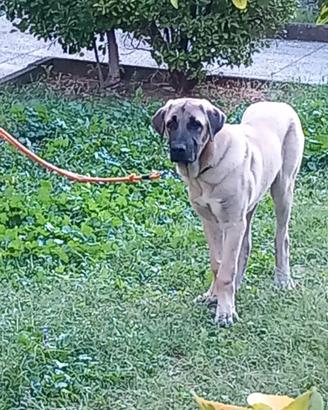 Cucciolo Kangal