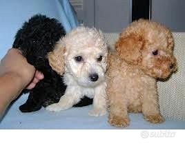 Cuccioli di barboncino toy