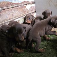 Cuccioli di Dobermann