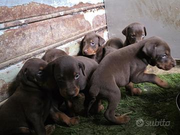Cuccioli di Dobermann