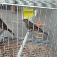 Ciuffolotto messicano