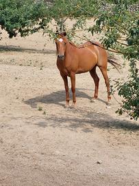 Cavallo