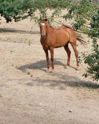 Cavallo