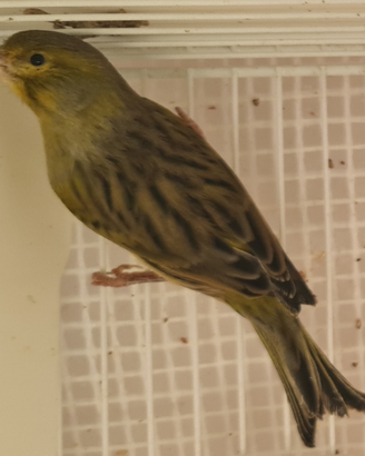 Canarini Timbrado