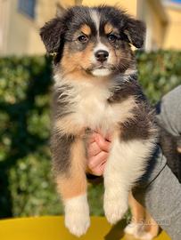 Cucciola Pastore Australiano
