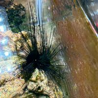 Riccio diadema acquario marino