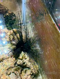Riccio diadema acquario marino