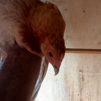 Gallina brahma nana