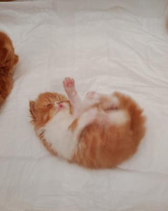 Gatti persiani