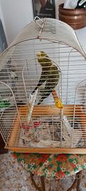 Cocorite maschi