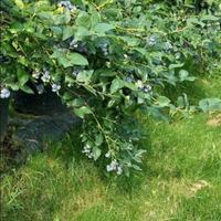 Piante di mirtillo Duke americano in vaso