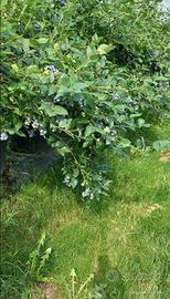 Piante di mirtillo Duke americano in vaso