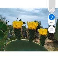 fiore di fichi d'india 