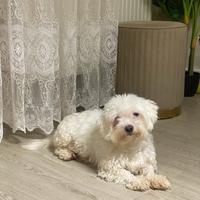 Cagnolina maltese