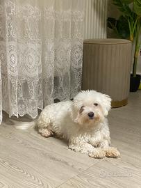 Cagnolina maltese