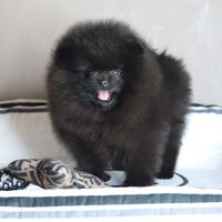 Cuccioli Pomerania Spitz Nano Nero Maschi