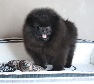 Cuccioli Pomerania Spitz Nano Nero Maschi