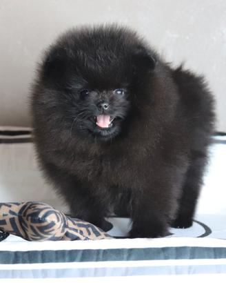 Cuccioli Pomerania Spitz Nano Nero Maschi