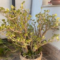 Albero di giada
