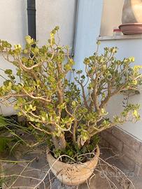 Albero di giada