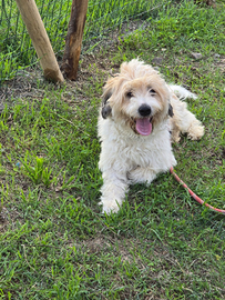 Simil lagotto 1 anno in adozione da privato