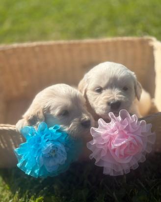 Meravigliosi cuccioli di Golden Retriever