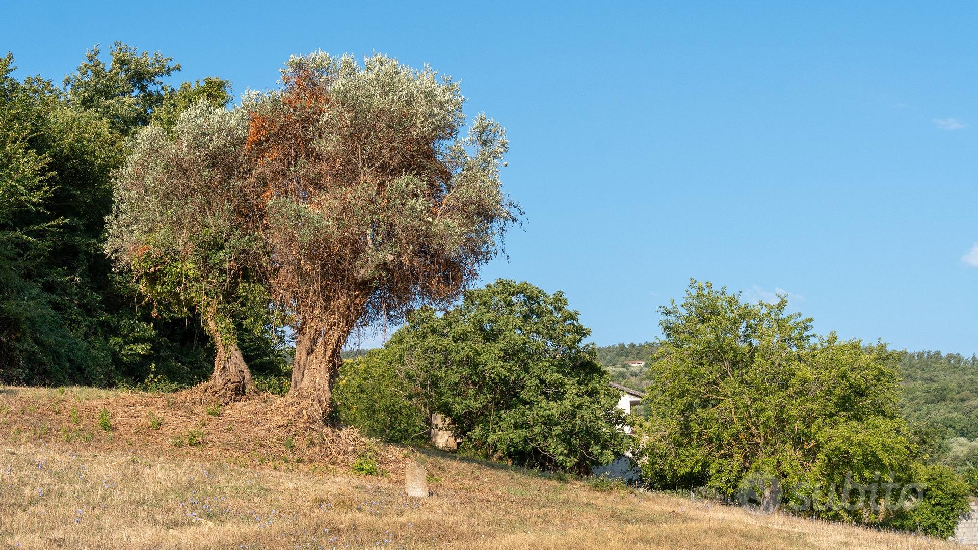 Ruviano , terreno agricolo di 5mila m con rustico - Vista 4