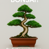 Bonsai