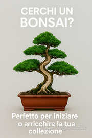 Bonsai