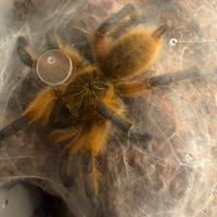 Harpactira pulchripes