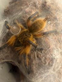 Harpactira pulchripes