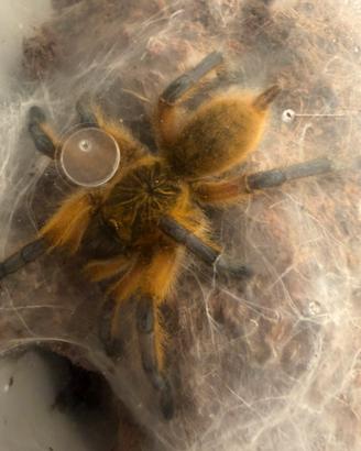 Harpactira pulchripes