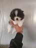 cuccioli-spitz-tedesco-detto-spitz-di-pomerania