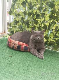 British Shorthair blue - Disponibile per monta