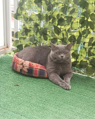 British Shorthair blue - Disponibile per monta
