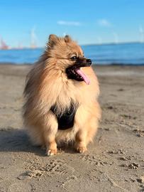 Spitz tedesco pomerania per monta