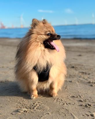 Spitz tedesco pomerania per monta