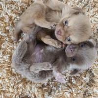 Chihuahua pelo corto o lungo cuccioli disponibili