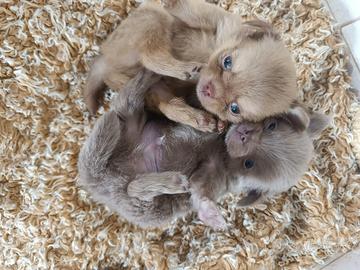 Chihuahua pelo corto o lungo cuccioli disponibili