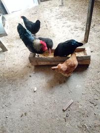 Vendita Gallo
