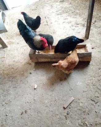 Vendita Gallo
