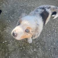 Cucciolo pastore australiano