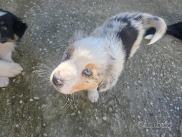 Cucciolo pastore australiano