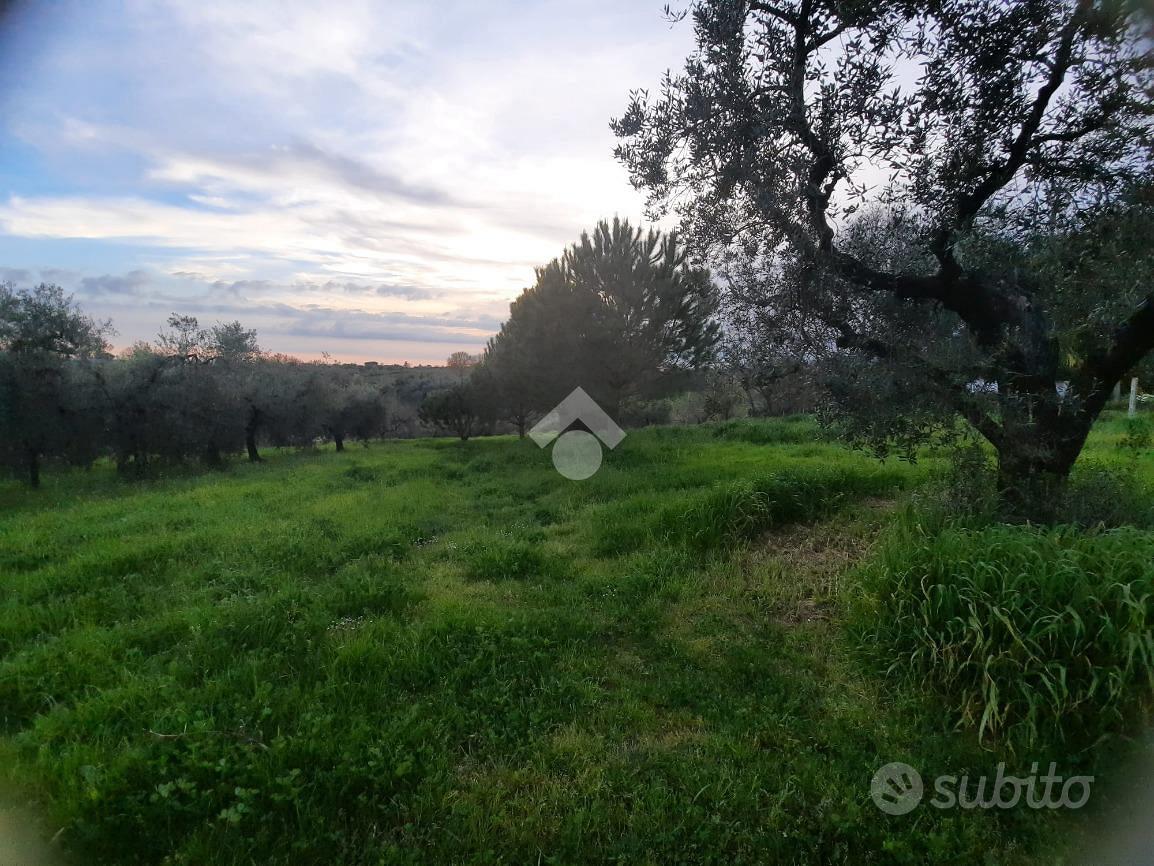 TER. AGRICOLO A VELLETRI - Ansicht 4