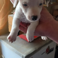 Cuccioli jack russell