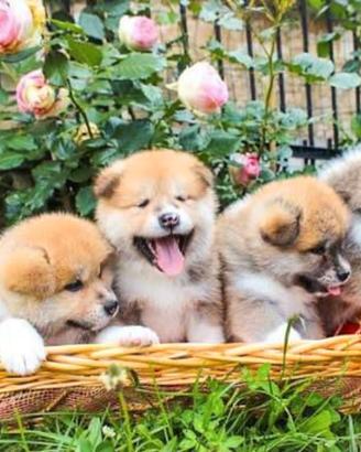 Akita inu con pedigree enci